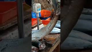 പുമീൻ വേള ചൂരചാകര | fish Mela#shorts