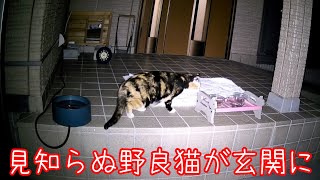 ボス猫がお腹を空かせた野良猫を呼んできた