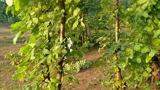 জঙ্গলমহলের জীবনযাপন #forest #nature #jangalmahal