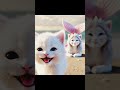 the cutest cat moments ever captured cat cattales catfunn overpopulation cut cat cattale💞💞🐇😺