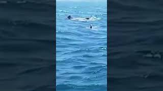 இராமேஸ்வரம் துறைமுகத்தில் துள்ளி விளையாடும் டால்பின் 🐬🐬🐬🐬🐬🐬