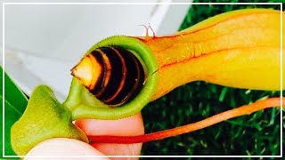 食虫植物ウツボカヅラがスズメバチのおしりを捕食するとこうなります