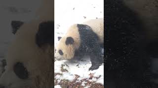 2025.01.30 아침.루이. #panda #cutepanda #animals #루이바오#후이바오#에버랜드