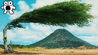 Les Arbres Les Plus Incroyables Au Monde