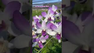 #orchid #flower #dendrobium Dendrobium Areendang Blue  https://wa.me/message/K4DYKG4DMXPCP1