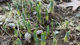 A few days of Spring; Walk around the garden