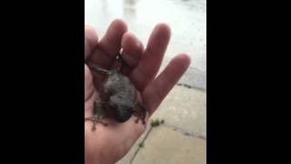The "meowing" frog!!! Lol