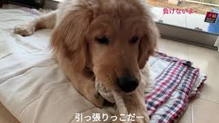 おもちゃで夢中になって遊ぶゴールデンレトリバーてんちゃん🐶