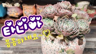 250301 풍성한군생타니아~다시도전!!선물받은봄봄화분이랑잘어울려요♡#다육이 #succulent  #たにくしょくぶつ #봄봄 #succulent #다육식물 #다육이분갈이