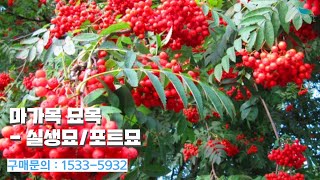 [신바람 플랜트 협력농가 판매상품 (나무장터.com)]마가목 묘목 - 실생묘/포트묘