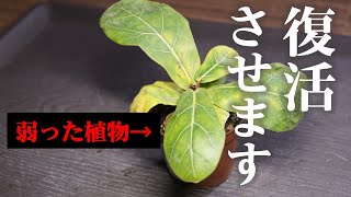 【これは酷い！】弱った観葉植物を復活させる裏技【観葉植物レスキュー】【ゴムの木の育て方】