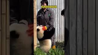 贤贤崽看到喜欢的奶妈来了，马上就冲过去要抱抱 #pandafushun #bear #funnypanda #funny #bearpanda #大熊猫 #大熊猫 #animals #panda