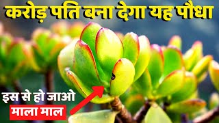 Vastu Tips: क्रासुला का पौधा | करोड़ पति बना देगा यह पौधा