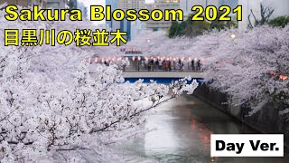 Tokyo's Sakura Blossom 2021 | 目黒川の桜