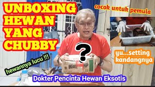 UNBOXING HEWAN CHUBBY || HEWANNYA GENDUT DAN LUCU || BELENTUNG KEMBANG || CHUBBY FROG