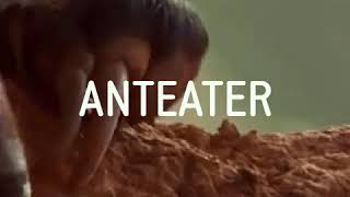 Anteater song ditty