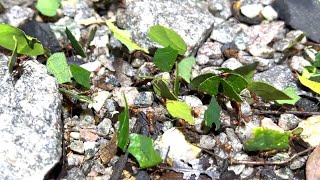 I tried chasing a swarm of leaf-cutting ants