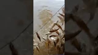 @ronitattonelayan1874  Banjir Ikan Di Sungai Landak