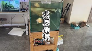 不幸中的万幸，差一点就一点一缸鱼全玩完…#水族用品 #养鱼日志 #过滤系统