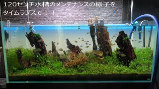 １２０センチ水槽をメンテナンスする動画（タイムラプス）