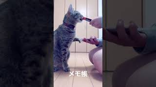 お手しまくる猫😸