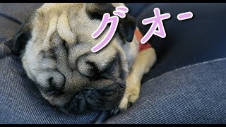 【パグ犬ぷぅ】キュン死しそうな可愛い寝顔で昼寝するぷぅ。しかし、イビキは爆音ですw