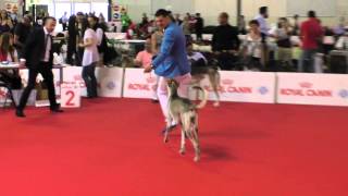World Dog Show Milano 2015 "Judge Coppel Christophe" Ordynka