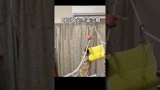 飼い主目掛けて来る鳥達の歩き方の癖がかわいすぎた🐥