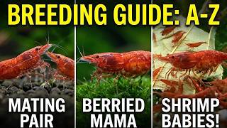 Cherry Shrimp Care & Breeding Basics: 7 Essentials That ACTUALLY Matter!