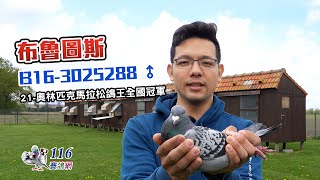 【Super Pigeon】1st Belgian Olmpiade Extreme Long Distance丨Brutus B16-3025288丨Pollin Marc \u0026 Geert