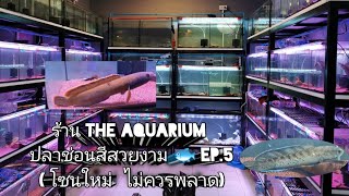 ร้าน​ The​ Aquarium​  ปลาช่อนสีสวยงาม​🐟 Ep.5