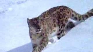 Snow leopard - victim of climate change