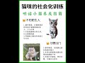 猫咪社会化训练，社牛猫咪养成记！ 猫