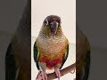 キューピーをノリノリで歌うインコ【ウロコインコのぽぽ】