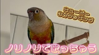 キューピーをノリノリで歌うインコ【ウロコインコのぽぽ】