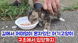 길에서 어미없이 혼자지냈던 아기고양이 평화! 구조에서 입양까지