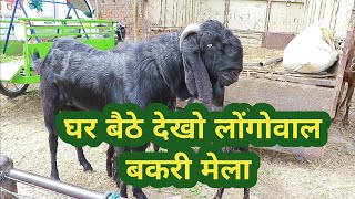 ਦੇਖੋ ਲੌਂਗੋਵਾਲ ਬੱਕਰੀ ਮੇਲਾ ਘਰ ਬੈਠੇ ਹੀ | Goat farming | @ILTILANATV