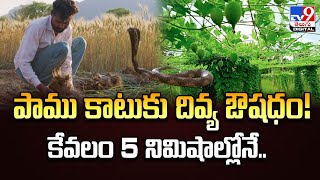 పాము కాటుకు దివ్య ఔషధం! కేవలం 5 నిమిషాల్లోనే.. - TV9