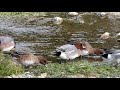 ヒドリガモ ① 4k eurasian wigeon