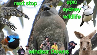 epic sydney nature hikes-Windsor Downs @next-stop..who-knows-what #hiking #wildlife #birds