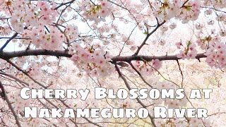 Cherry Blossoms at Nakameguro River in Tokyo