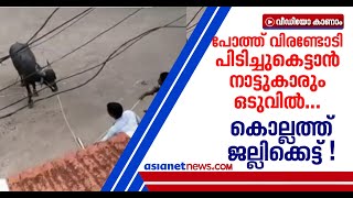 പോത്ത് വിരണ്ടോടി, ഗതാഗതം സ്തംഭിച്ചു; പിടികൂടാനുള്ള ശ്രമത്തിനിടെ കഴുത്തില്‍ കയറുമുറുകി ചത്തു| buffalo