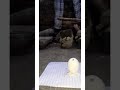 #egg and salt| 😱😱😱😱|balance egg balance|#shorts#|👆👆👆👆👆👆👆👆👆👆👆👆👆