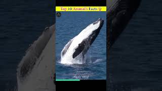 Top 10 Animal's Facts #shorts