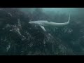 4k vr180 3d sea turtle and tope sharks