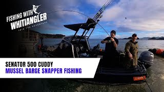 Senator 500 Cuddy | Mussel Farm Snapper Fishing Coromandel