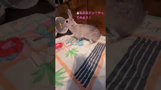 足ドン音ハメ#やってみよう#可愛いうさぎ#元気いっぱい