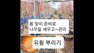 봄 맞이 준비~ 블루베리 나무들 세우고 복합비료와 유황뿌리기