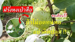 ปลูกฝรั่งหงเป่าสือ กี่วันจึงเก็บผลได้ ? | มาติดตามดู ตั้งแต่ดอกบาน จนเก็บผล !!