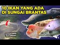 SEMPAT VIRAL! 10 IKAN YANG ADA DI SUNGAI BRANTAS INDONESIA, ADA ARAPAIMA PREDATOR RAKSASA?